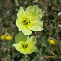 Papaver hultenii. A light yellow flower with four petals.
